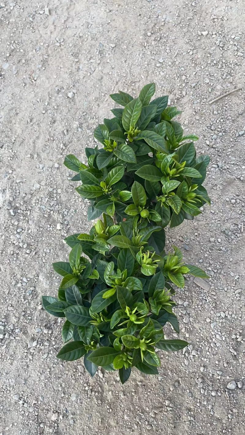 栀子花（盆栽）栀子花室内盆栽产地原供花苞多多开花鲜艳