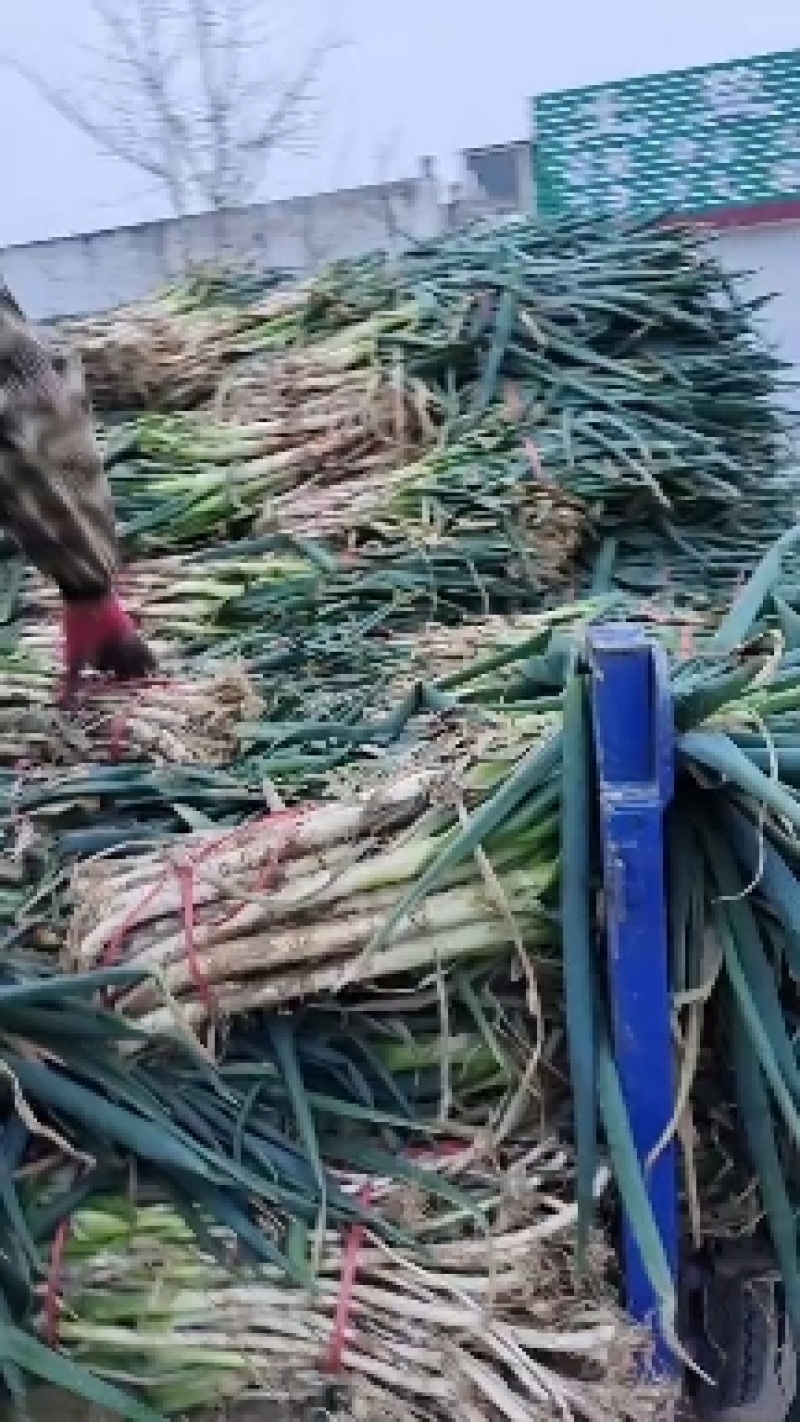 中粗