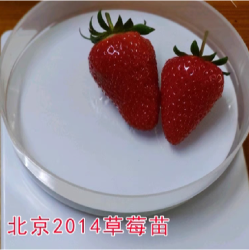 新品种草莓苗北京2014草莓苗当年结果苗提供种植指导