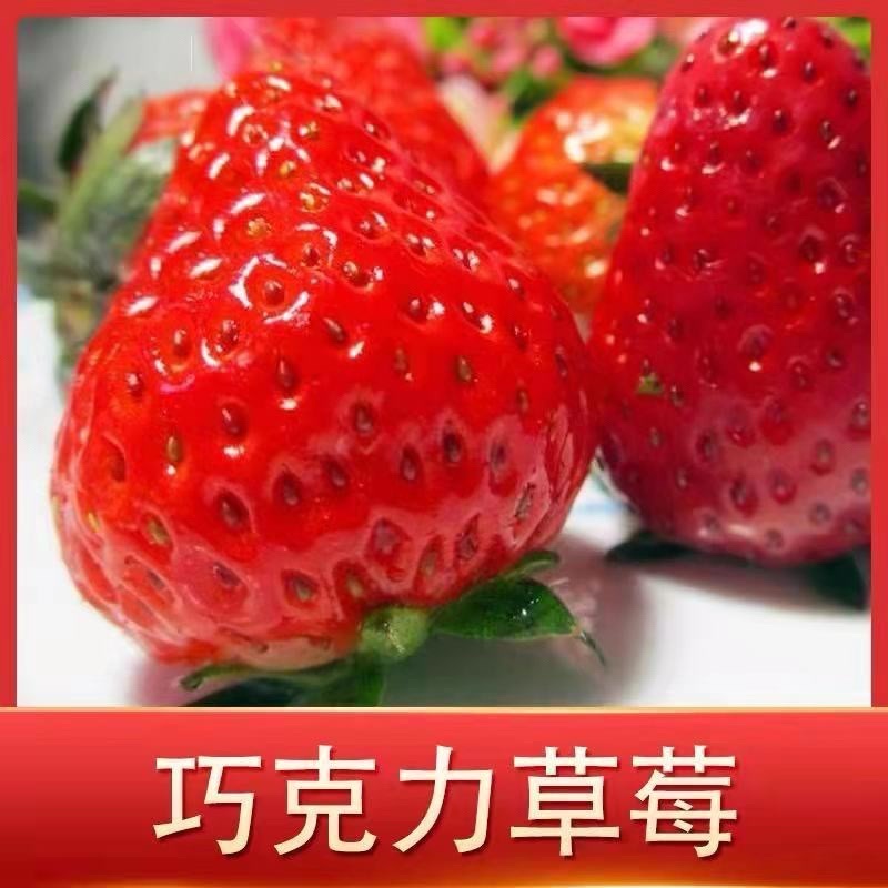 新品种草莓苗北京2014草莓苗当年结果苗提供种植指导