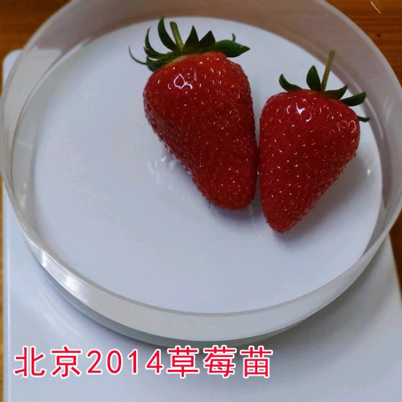 新品种草莓苗北京2014草莓苗当年结果苗提供种植指导