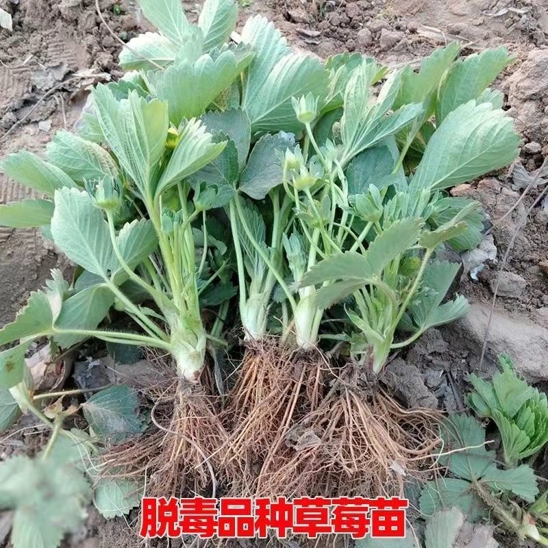 新品种草莓苗北京2014草莓苗当年结果苗提供种植指导