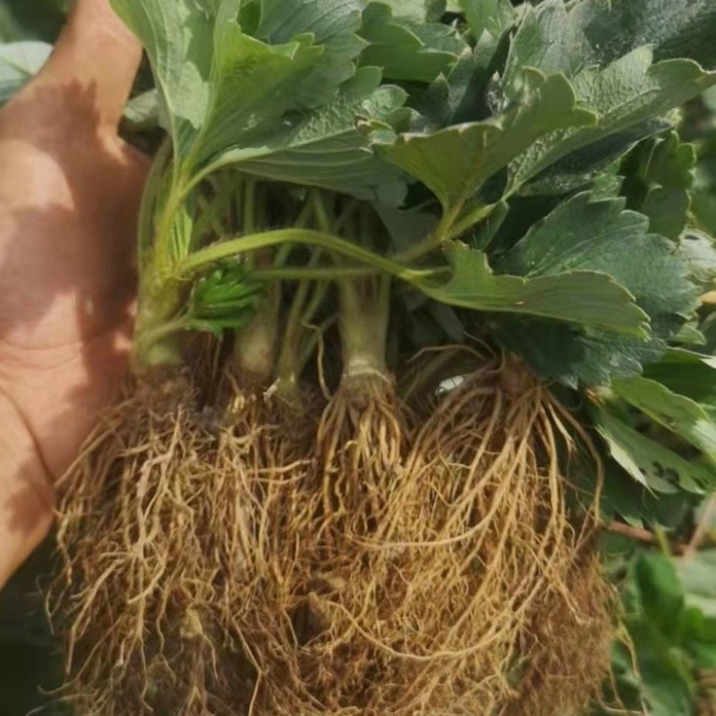 新品种草莓苗北京2014草莓苗当年结果苗提供种植指导