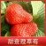 新品种草莓苗北京2014草莓苗当年结果苗提供种植指导