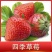 新品种草莓苗北京2014草莓苗当年结果苗提供种植指导