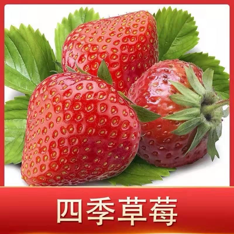 新品种草莓苗北京2014草莓苗当年结果苗提供种植指导
