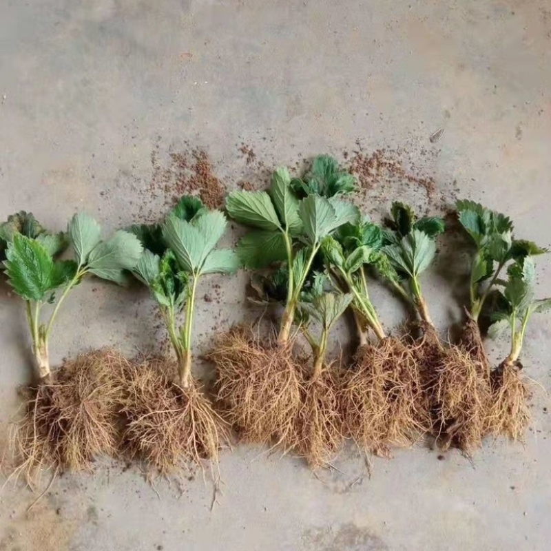 新品种草莓苗北京2014草莓苗当年结果苗提供种植指导