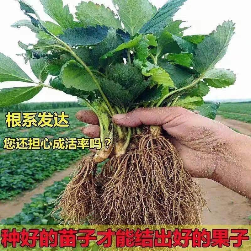 新品种草莓苗北京2014草莓苗当年结果苗提供种植指导