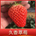 新品种草莓苗北京2014草莓苗当年结果苗提供种植指导