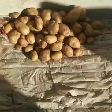 武川土豆大量出库，价格便宜，质量保证，有需要的老板请联系