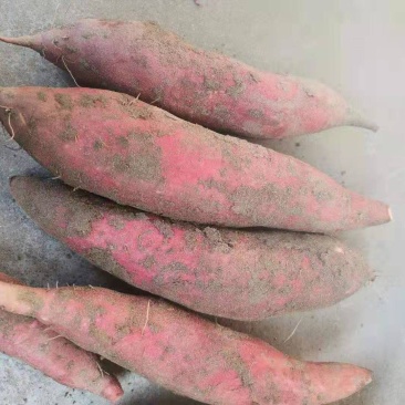 精品西瓜红，烟薯25，红薯