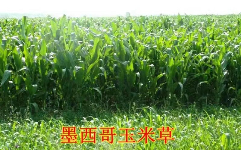 墨西哥玉米草种子阔叶牧草种子产量高适口性好亩用量5斤