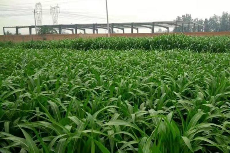 墨西哥玉米草种子阔叶牧草种子产量高适口性好亩用量5斤