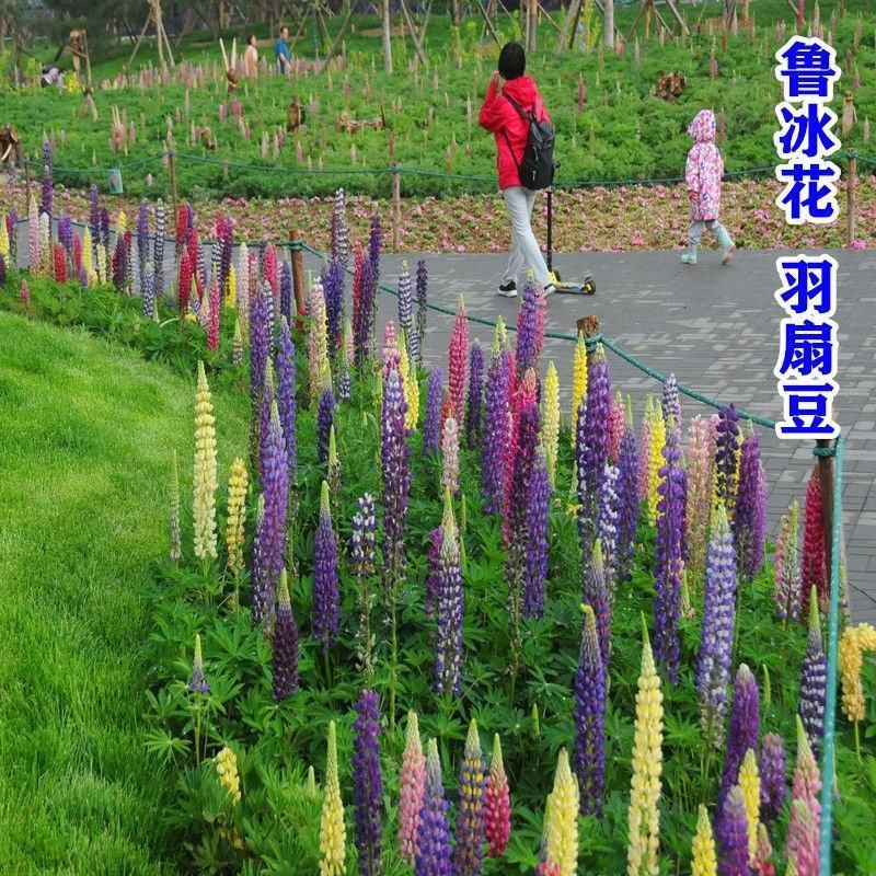 鲁冰花种子羽扁豆种子耐寒易成活多年生阳台庭院室外盆栽花卉