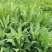 饲用苦荬菜种子多年生牧草种子耐寒耐旱营养多喂鸡鸭鹅猪