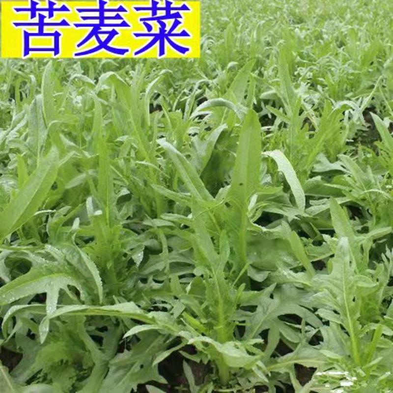 饲用苦荬菜种子多年生牧草种子耐寒耐旱营养多喂鸡鸭鹅猪