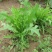 饲用苦荬菜种子多年生牧草种子耐寒耐旱营养多喂鸡鸭鹅猪