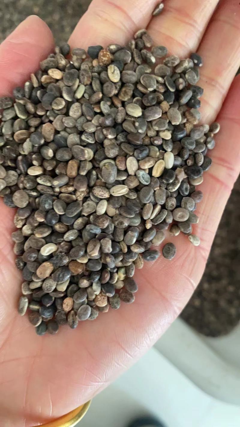 进口鲁冰花种子羽扇豆四季播庭院阳台花卉四季花草籽花海花种