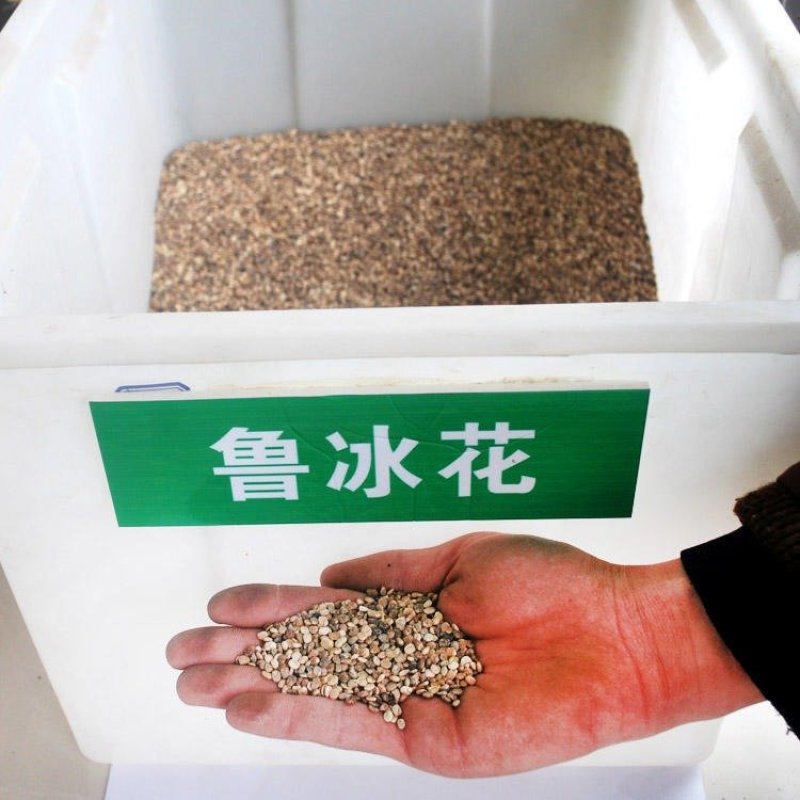 鲁冰花种子羽扁豆种子耐寒易成活多年生阳台庭院室外盆栽花卉