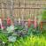 鲁冰花种子羽扁豆种子耐寒易成活多年生阳台庭院室外盆栽花卉