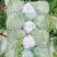 河南夏邑精品白菜，青杂三号，黄心白菜，基地直供