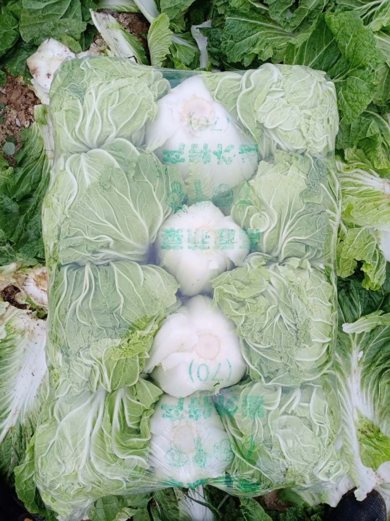 河南夏邑精品白菜，青杂三号，黄心白菜，基地直供