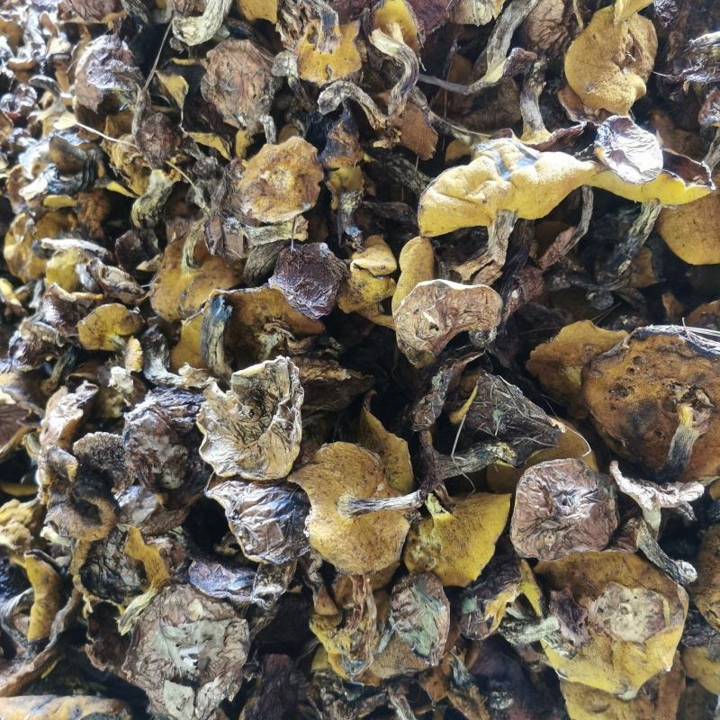 松蘑干货，去根烤干落叶松蘑，手切块，通货