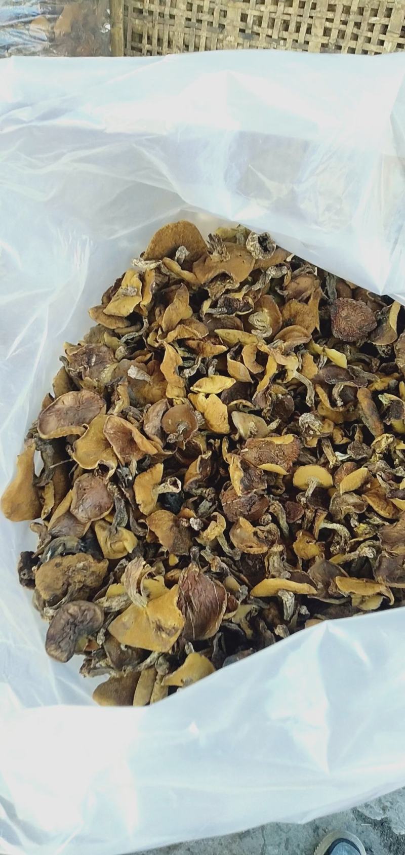 松蘑干货，去根烤干落叶松蘑，手切块，通货