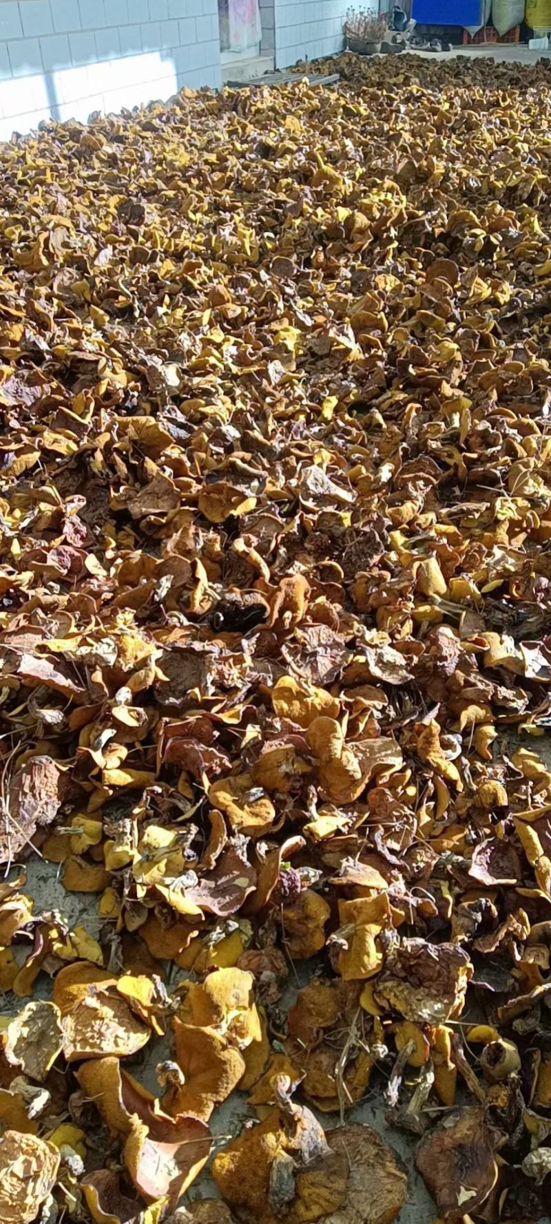 松蘑干货，去根烤干落叶松蘑，手切块，通货