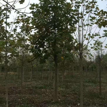 鹅掌楸