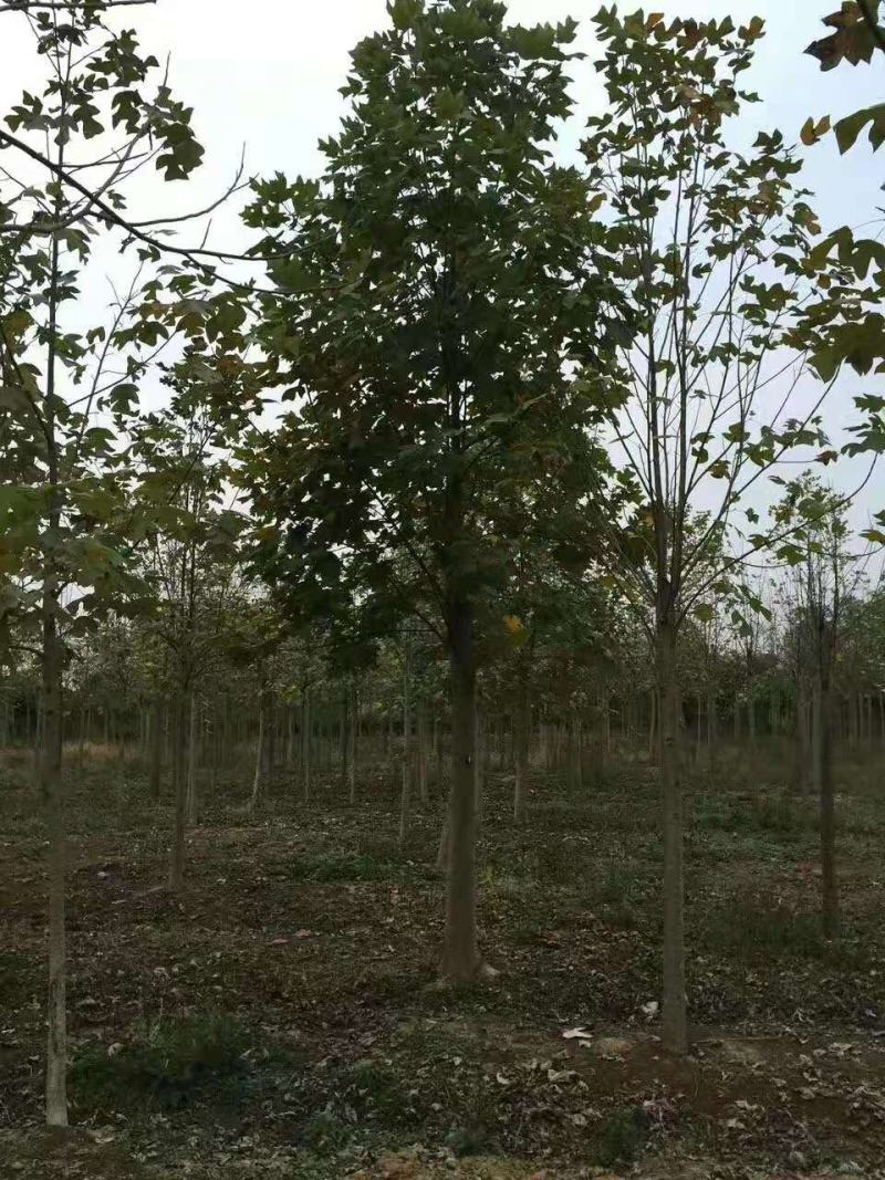 鹅掌楸