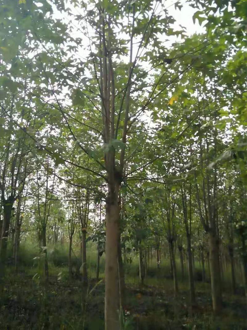 鹅掌楸