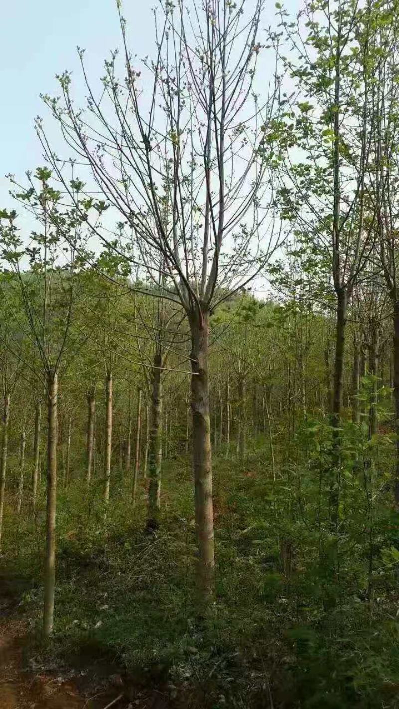 鹅掌楸