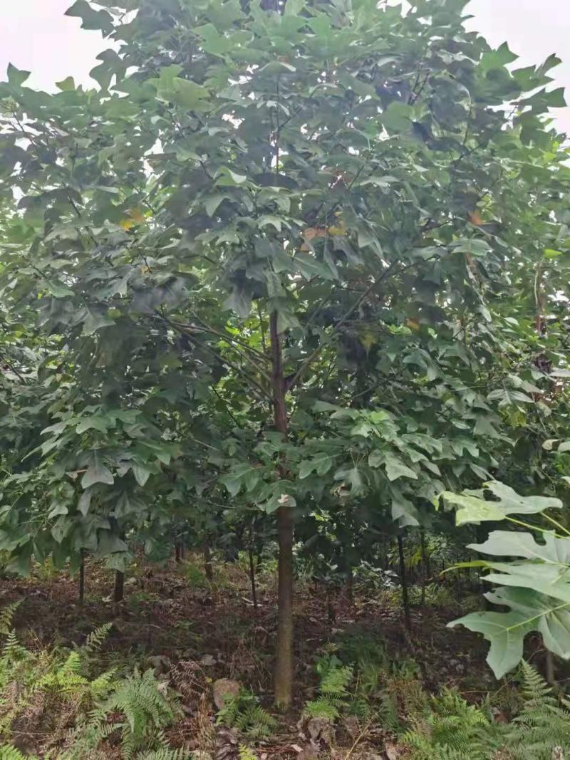 鹅掌楸