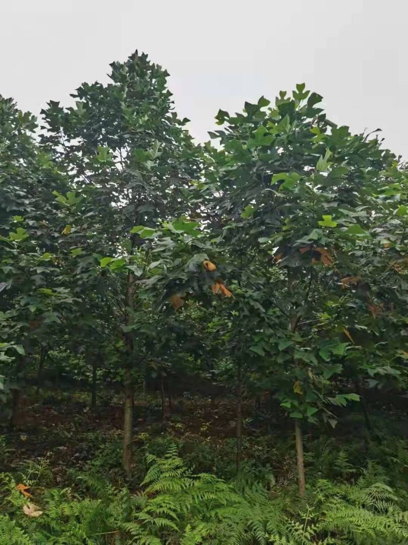 鹅掌楸
