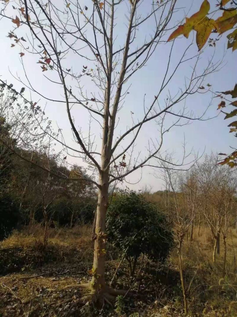 鹅掌楸