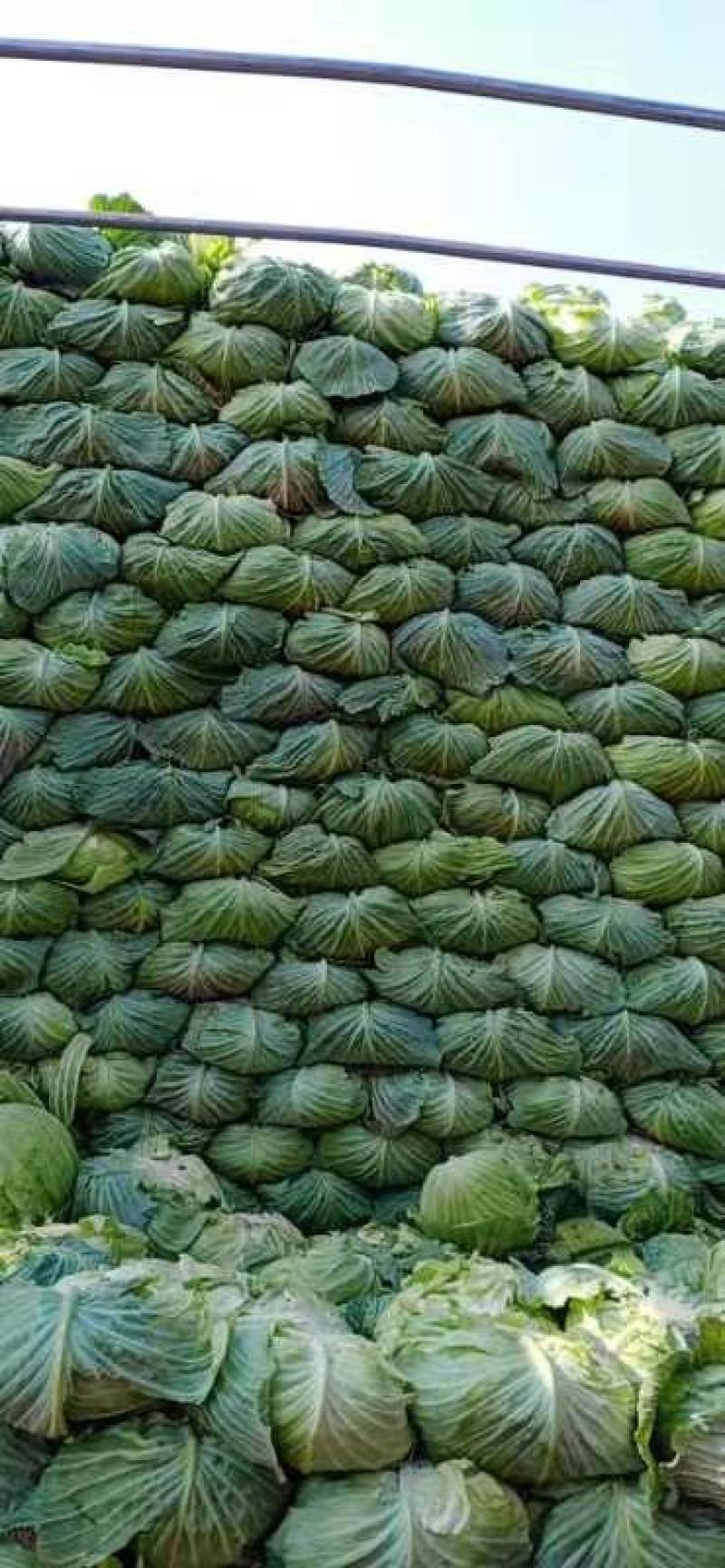 【海量货源】湖北包菜，品质优良，物美价廉，欢迎订购！
