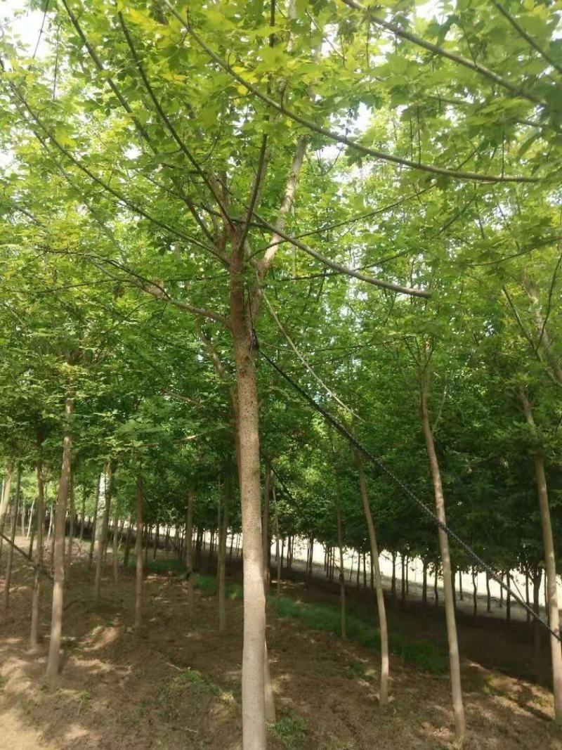 绿叶复叶槭