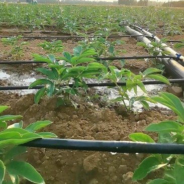 花卉滴灌管PE滴灌管16直径管壁光滑滴灌厂家芍药滴