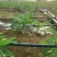花卉滴灌管PE滴灌管16直径管壁光滑滴灌厂家芍药滴