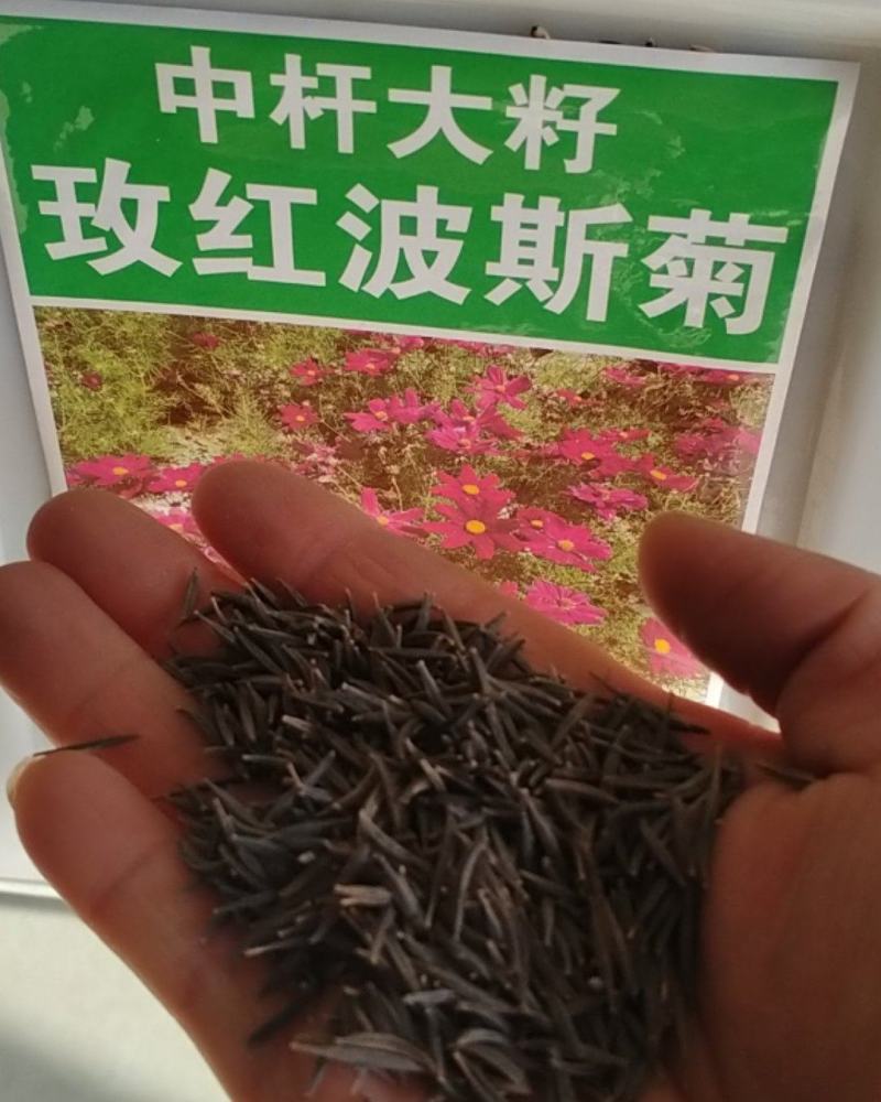格桑花种子，格桑花种籽子七彩四季开花易活花籽庭院野花组合