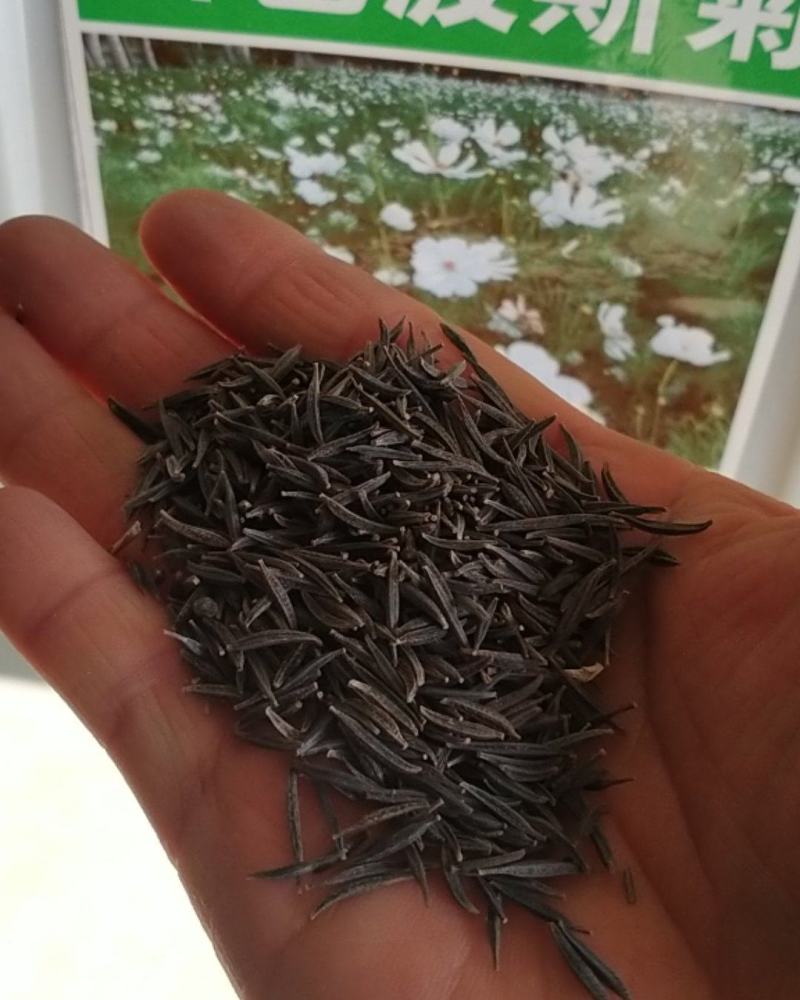 格桑花种子，格桑花种籽子七彩四季开花易活花籽庭院野花组合