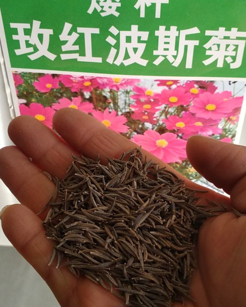 格桑花种子，格桑花种籽子七彩四季开花易活花籽庭院野花组合