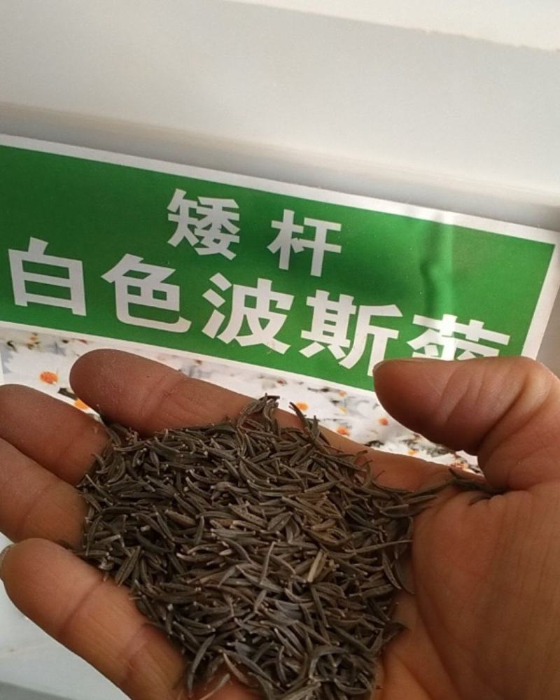 格桑花种子，格桑花种籽子七彩四季开花易活花籽庭院野花组合