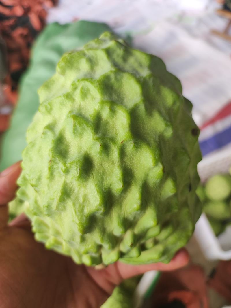 精品释迦果现摘现发，产地直发，整车及一件代发！