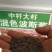 格桑花种子，格桑花种籽子七彩四季开花易活花籽庭院野花组合
