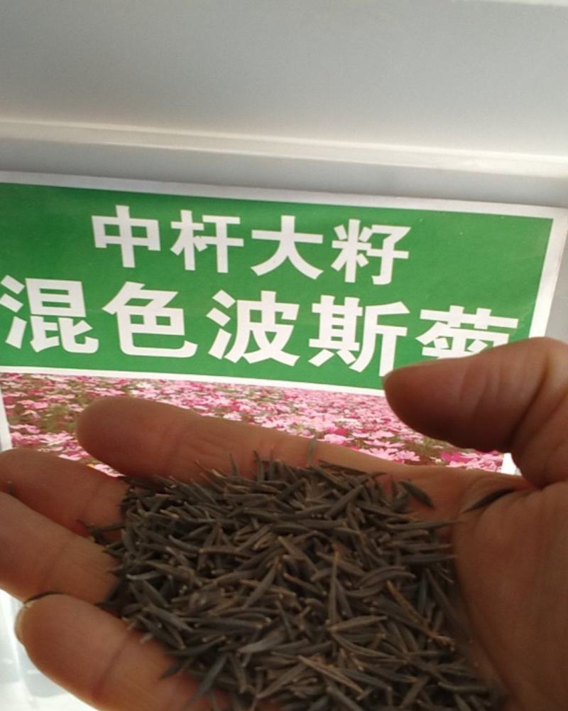 格桑花种子，格桑花种籽子七彩四季开花易活花籽庭院野花组合