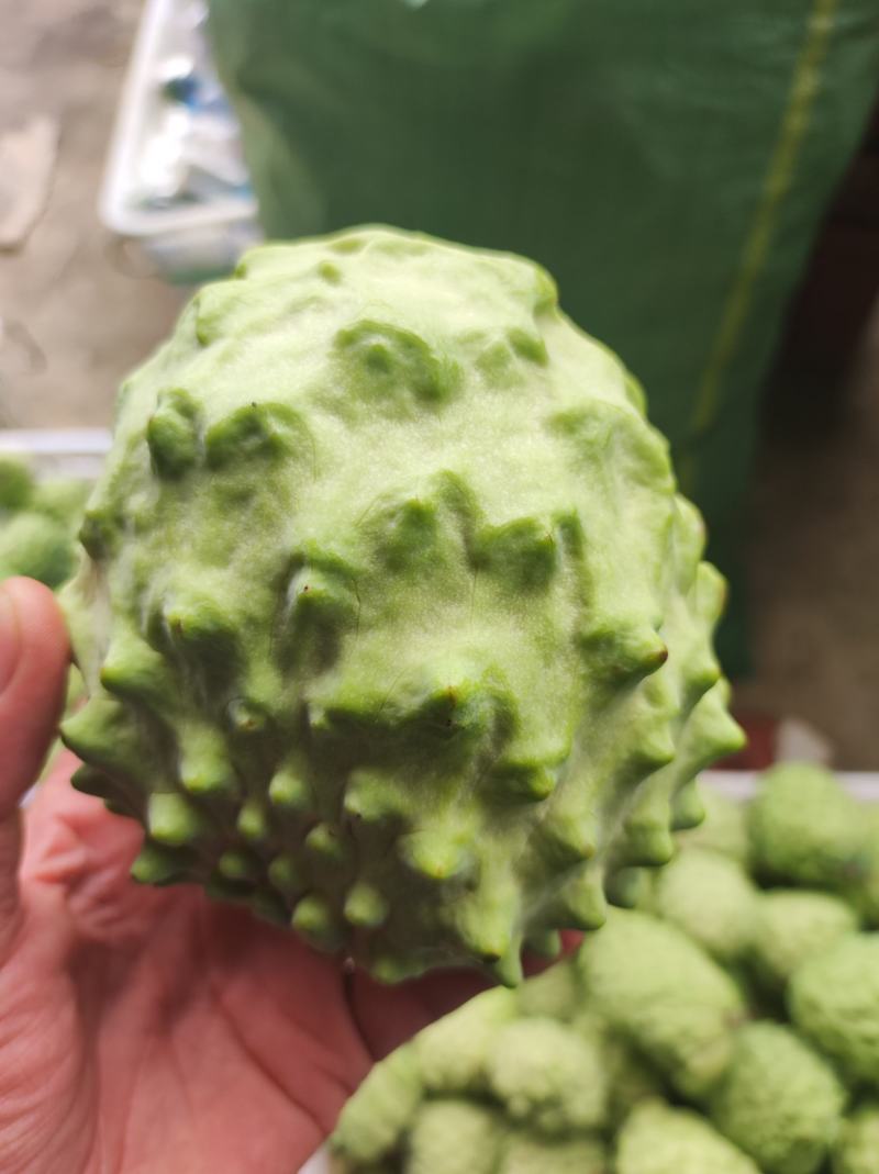 精品释迦果现摘现发，产地直发，整车及一件代发！