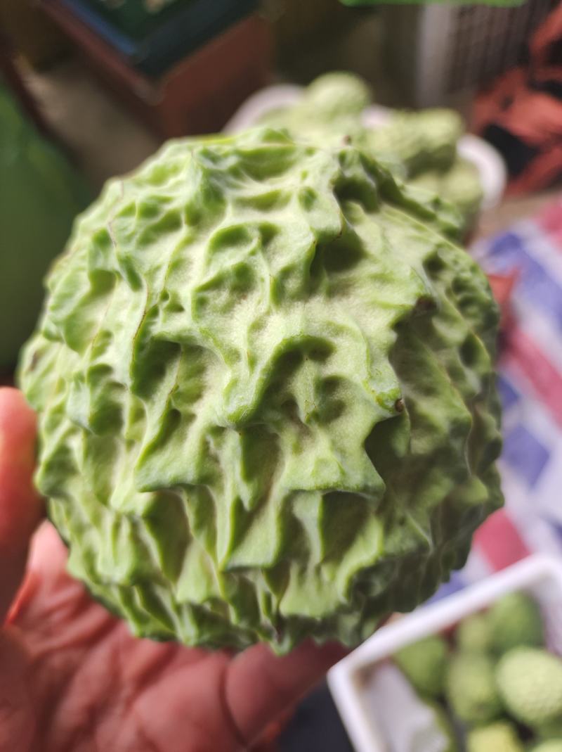 精品释迦果现摘现发，产地直发，整车及一件代发！