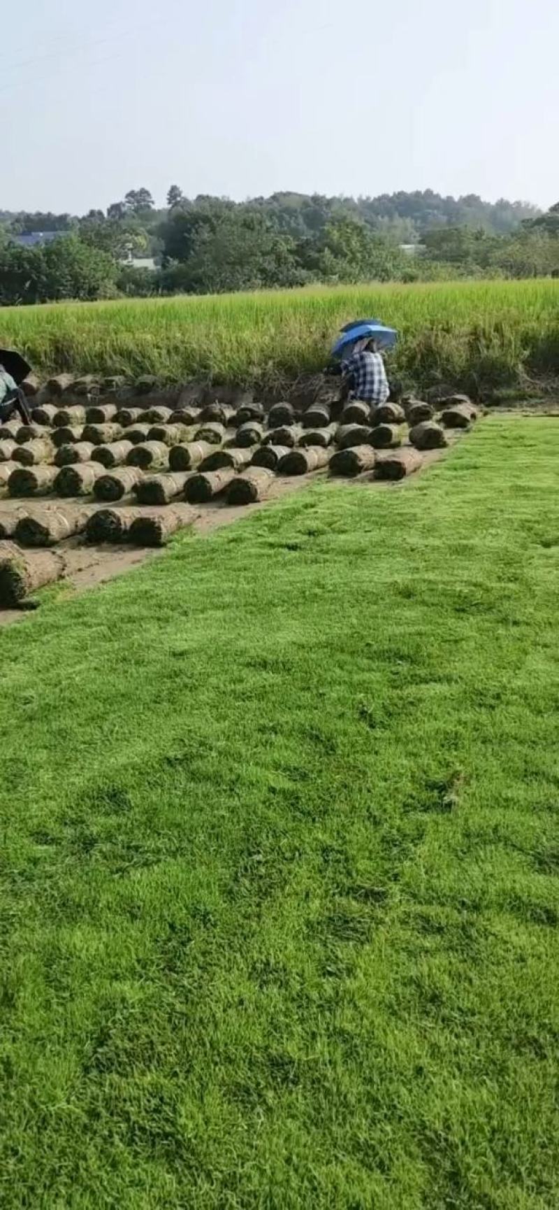 精品马尼拉草坪公园别墅绿化护坡
